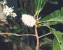 Carpotroche longifolia image