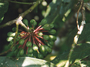 Guatteria scytophylla image