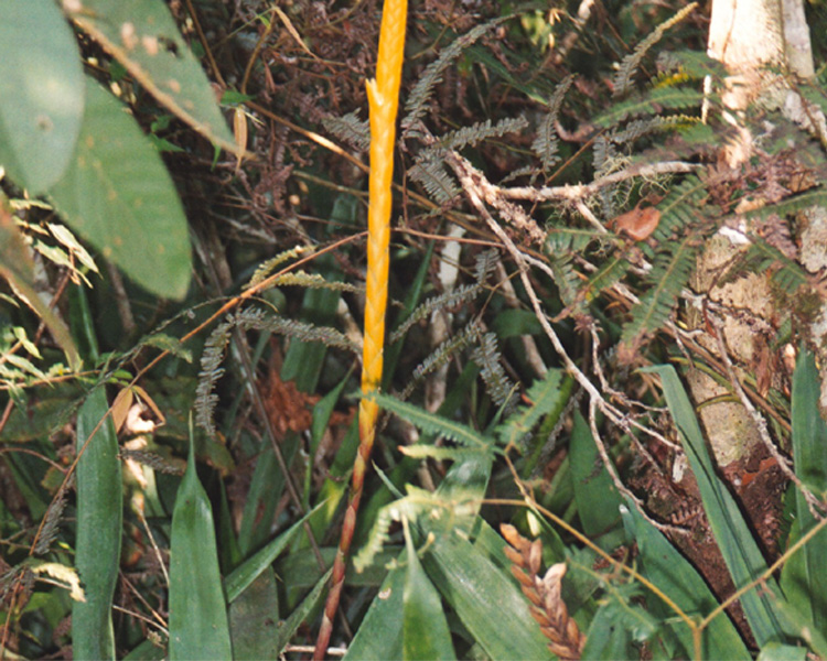 Vriesea chrysostachys image
