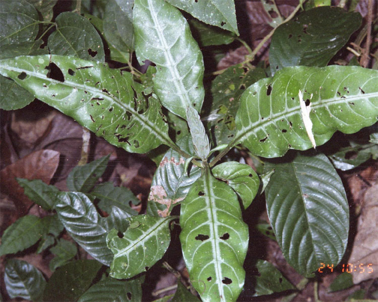 Aphelandra aurantiaca var. aurantiaca image