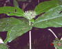 Aegiphila cuneata image