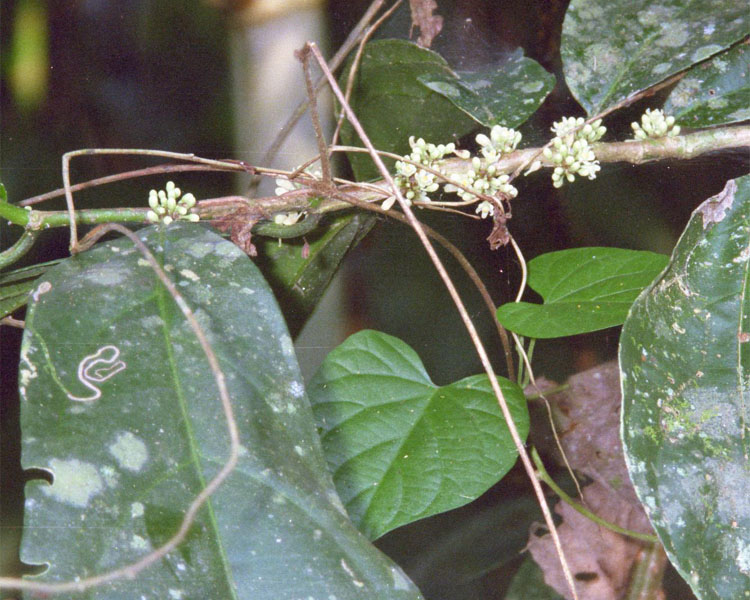 Casearia singularis image