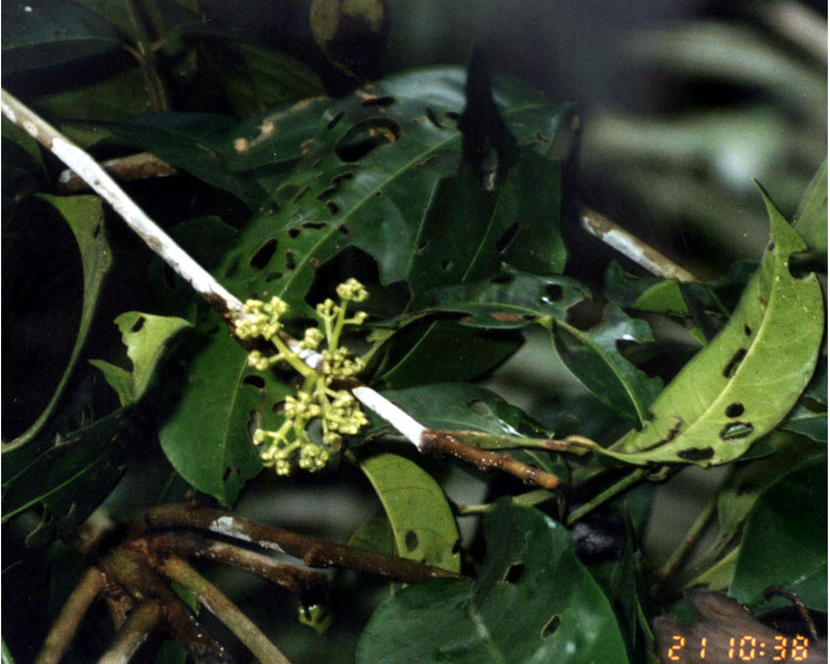 Trichilia maynasiana image