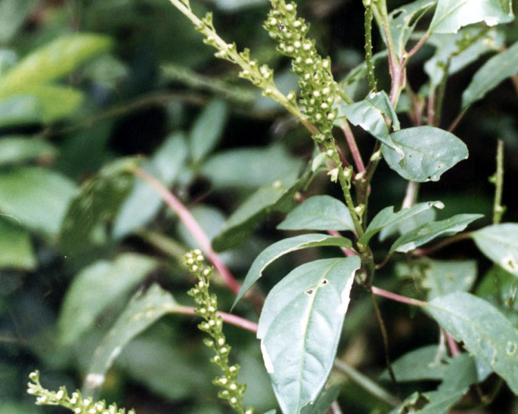 Hilleria latifolia image