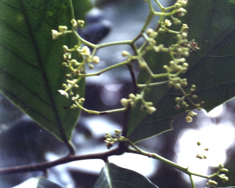 Nectandra yarinensis image