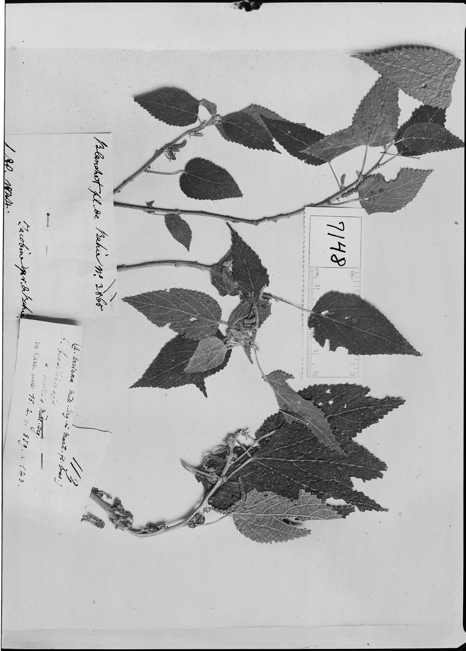 Acalypha arciana image