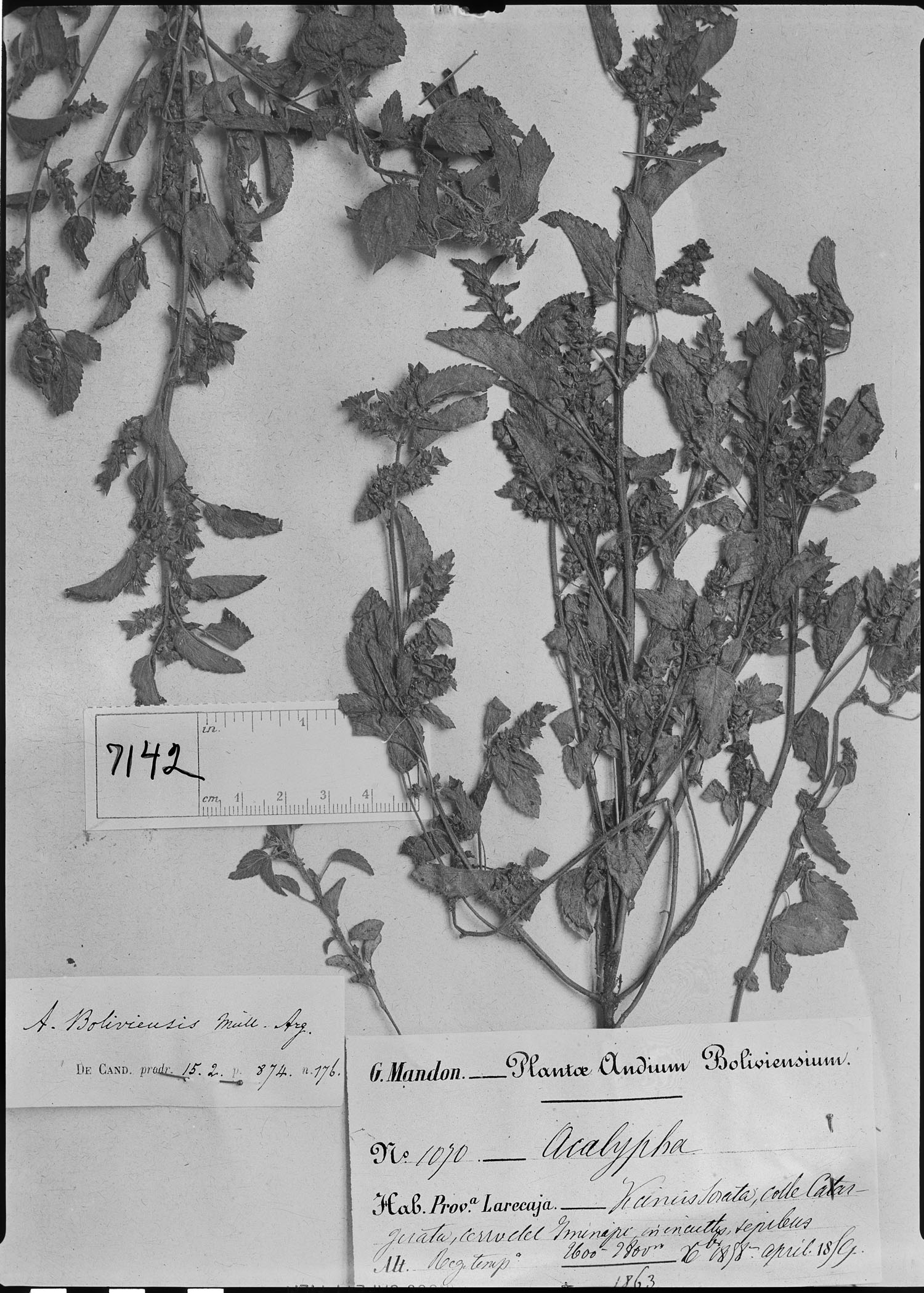 Acalypha boliviensis image