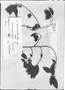 Acalypha divaricata image
