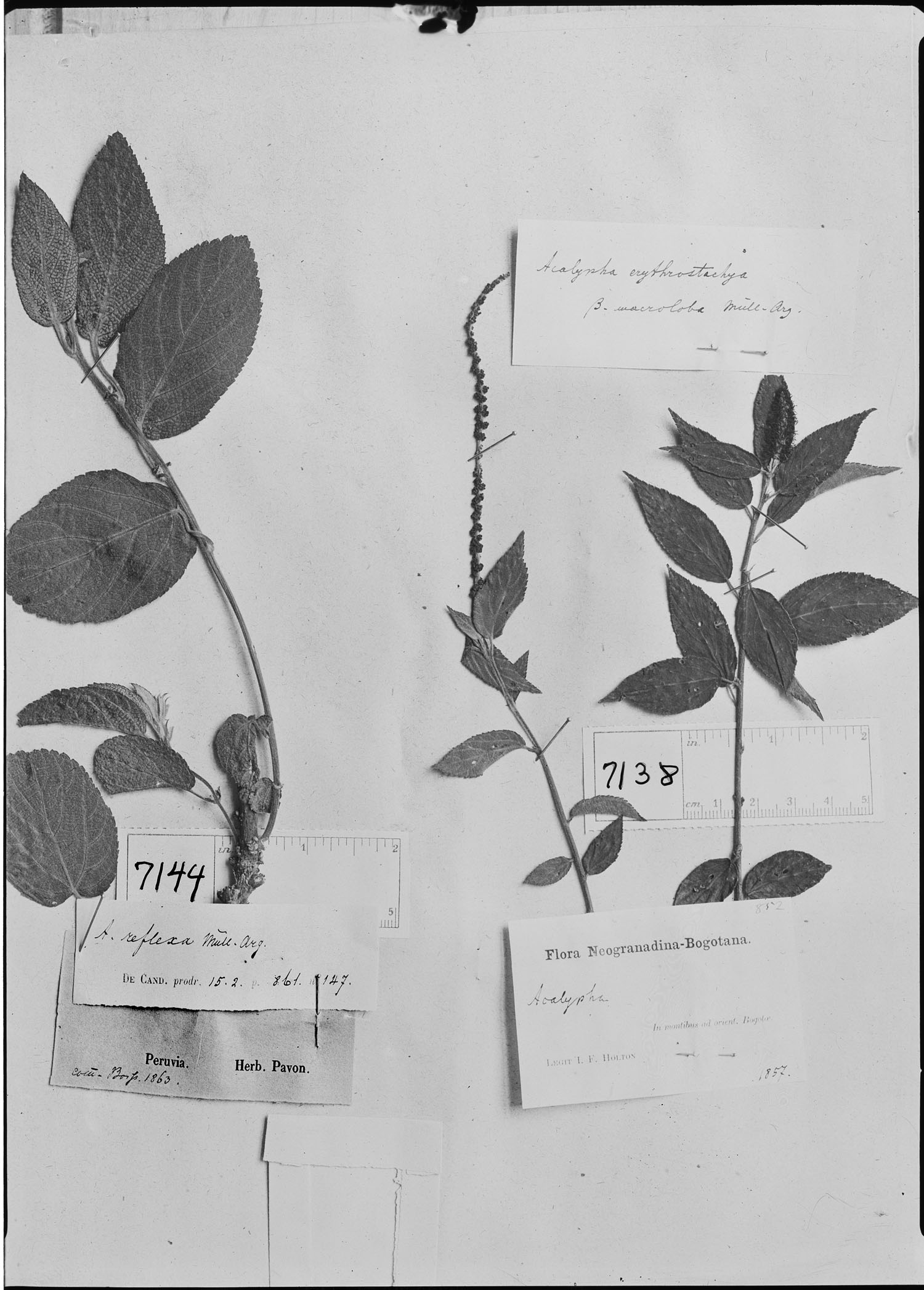 Acalypha reflexa