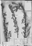 Argythamnia breviramea image