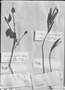 Caperonia heteropetala image
