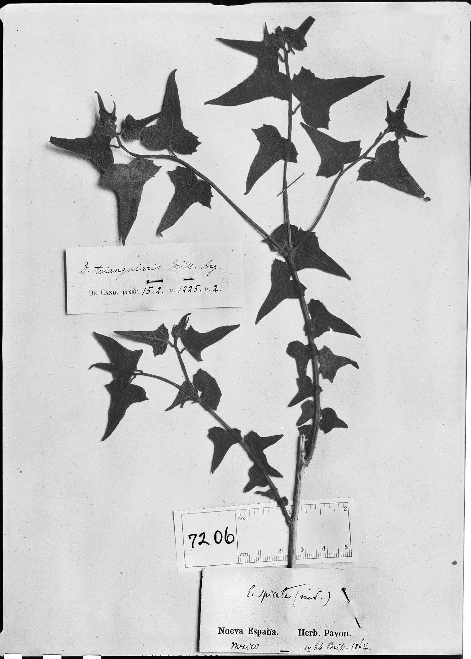 Dalembertia triangularis image