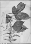 Hevea rigidifolia image