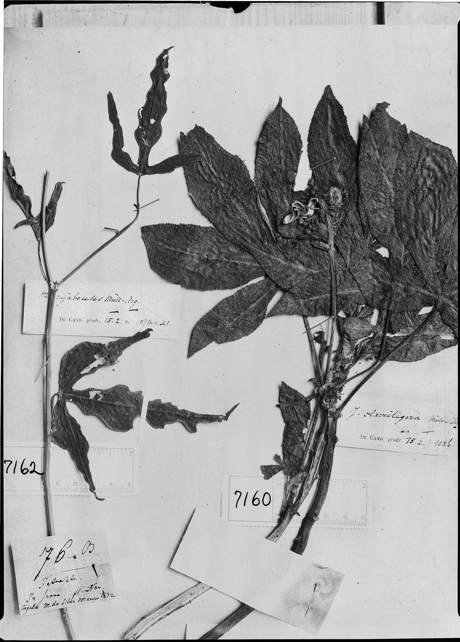 Manihot anomala subsp. cujabensis image