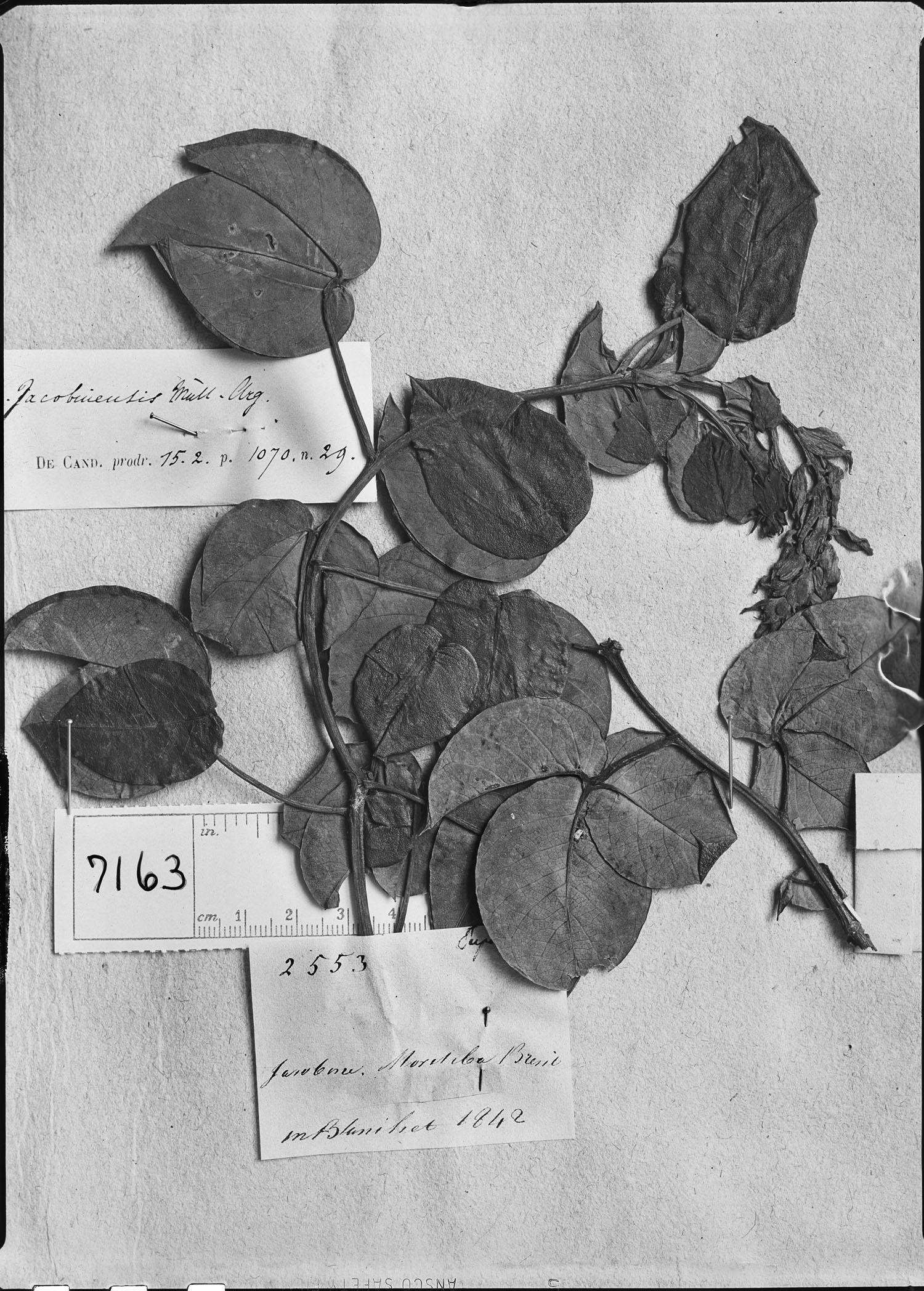 Manihot jacobinensis image