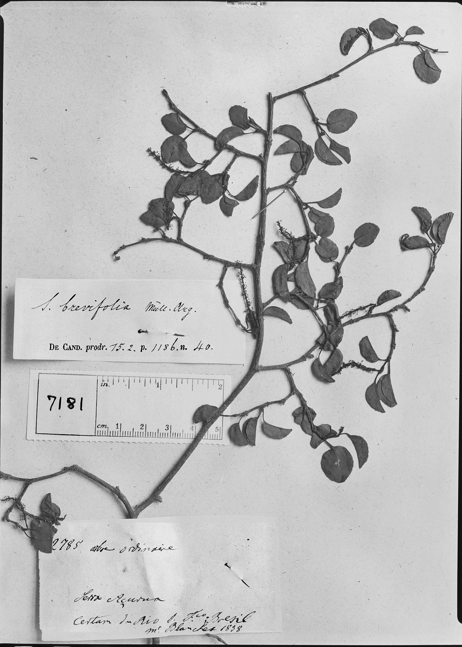 Sebastiania brevifolia image