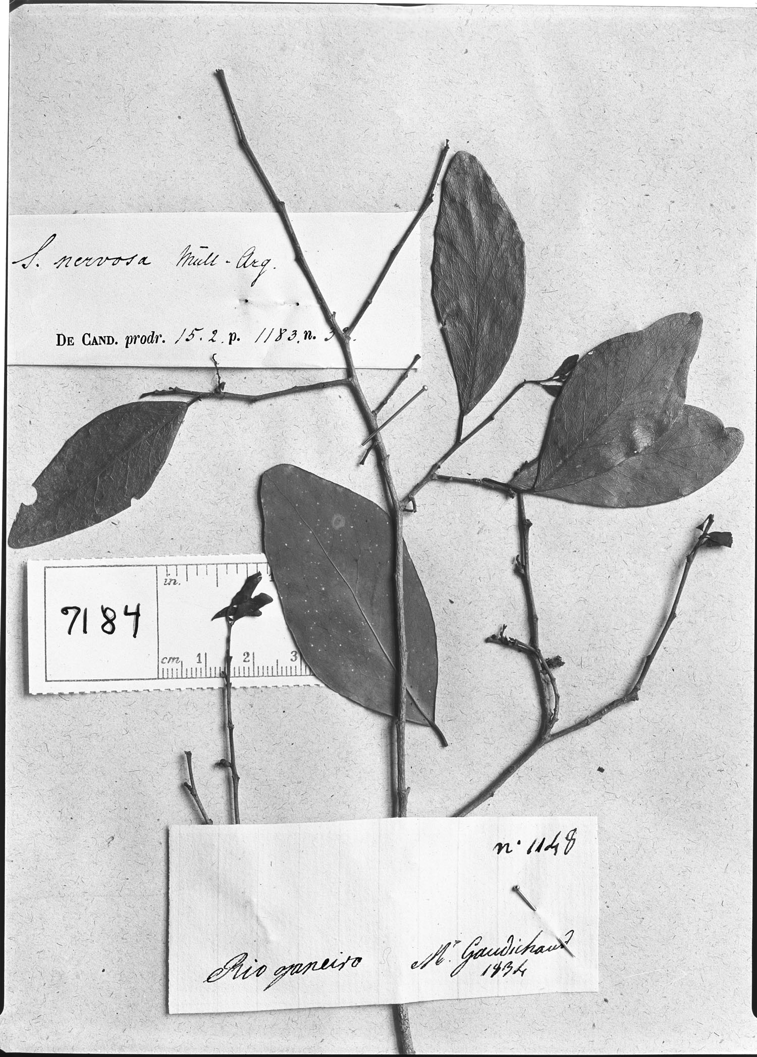 Gymnanthes nervosa image