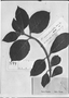 Sebastiania appendiculata image