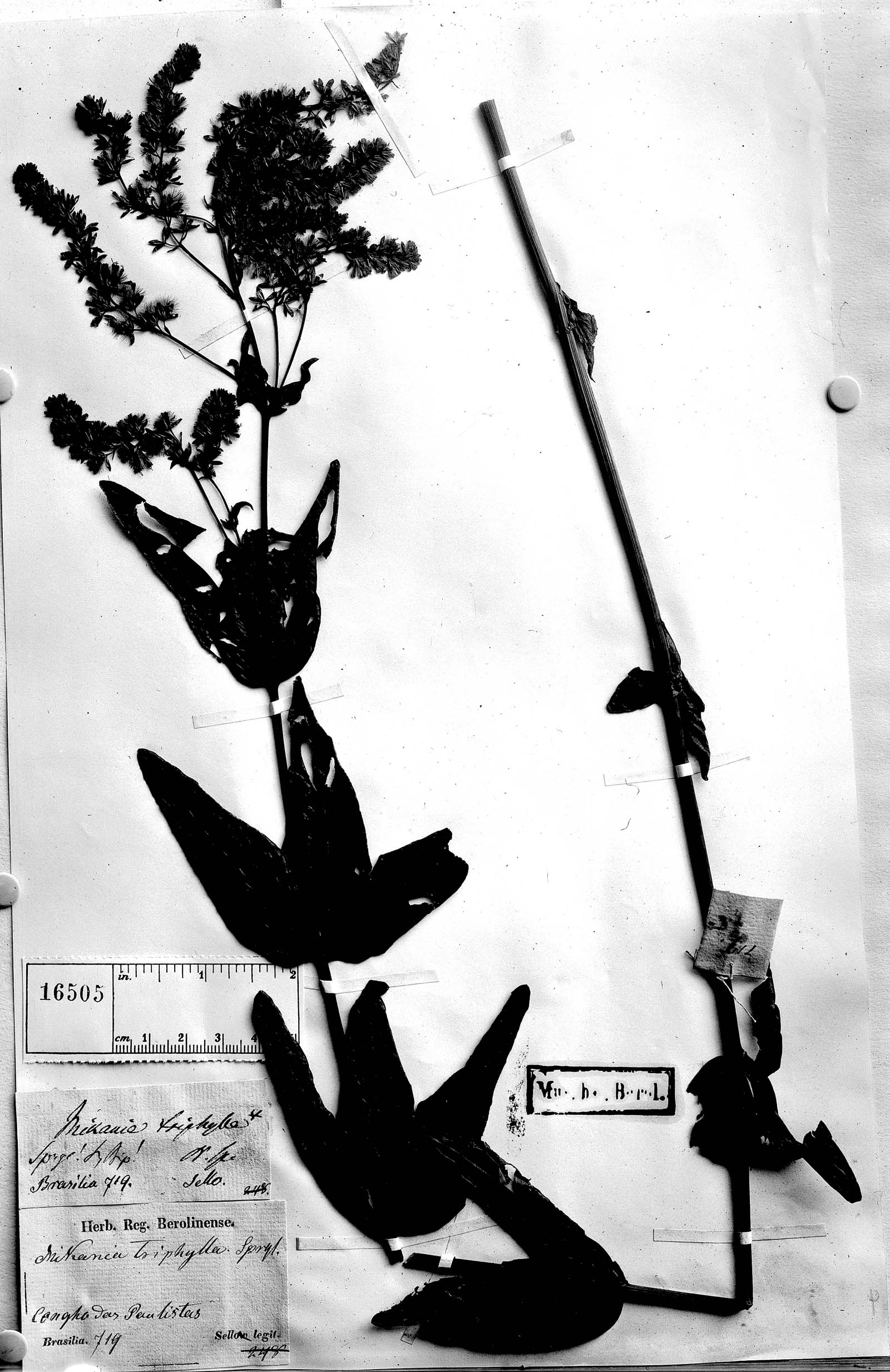 Mikania triphylla image