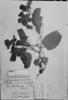 Passiflora alnifolia image