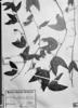 Passiflora chelidonea image