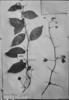 Passiflora cuspidifolia image