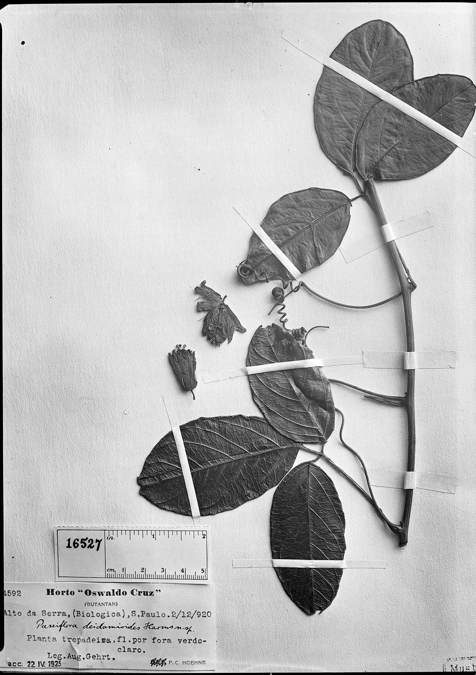 Passiflora deidamioides image