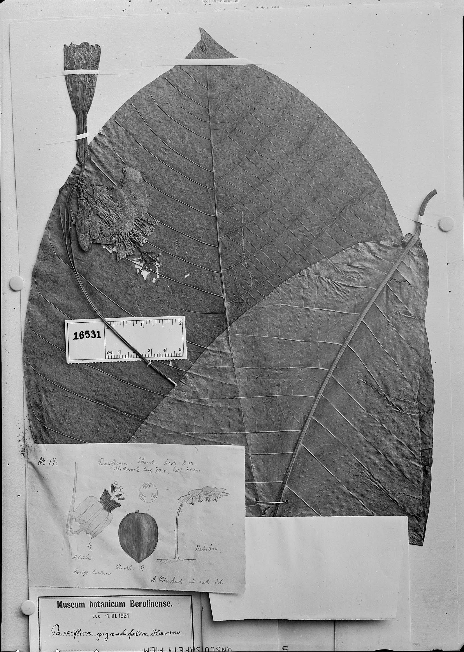 Passiflora gigantifolia image