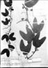 Passiflora involucellata image
