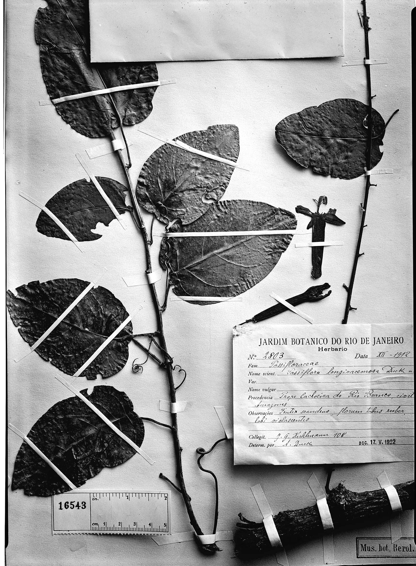 Passiflora longiracemosa image