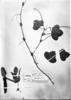 Passiflora mendoncaei image
