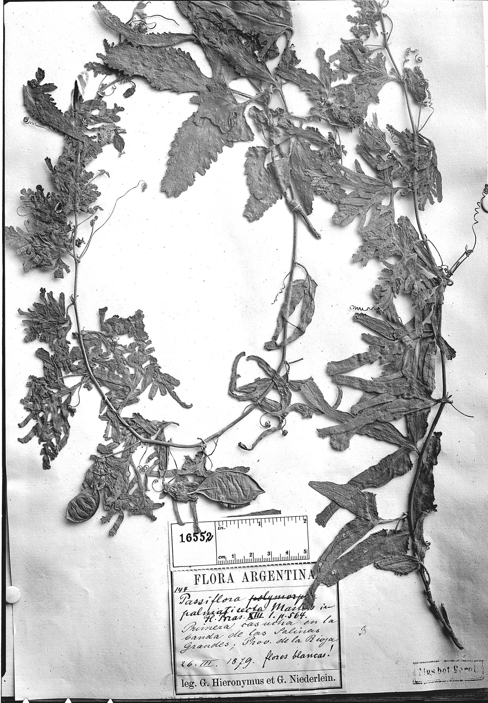 Passiflora palmatisecta image