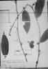 Passiflora tolimana image