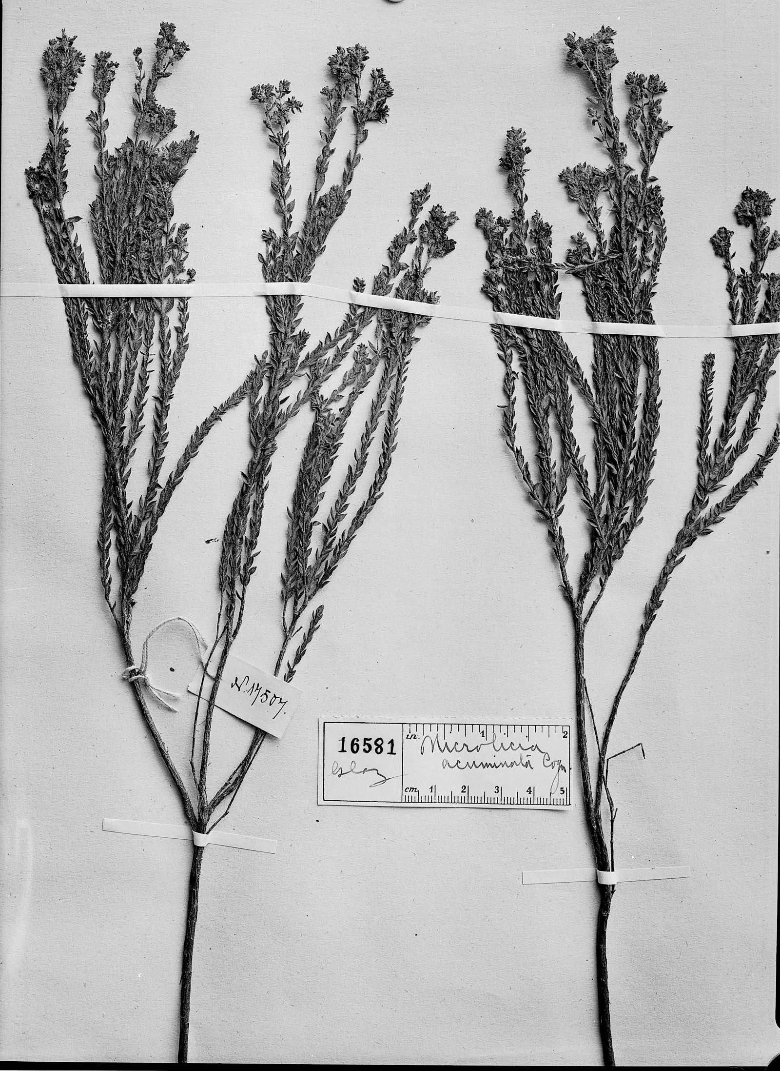 Microlicia hirticalyx image