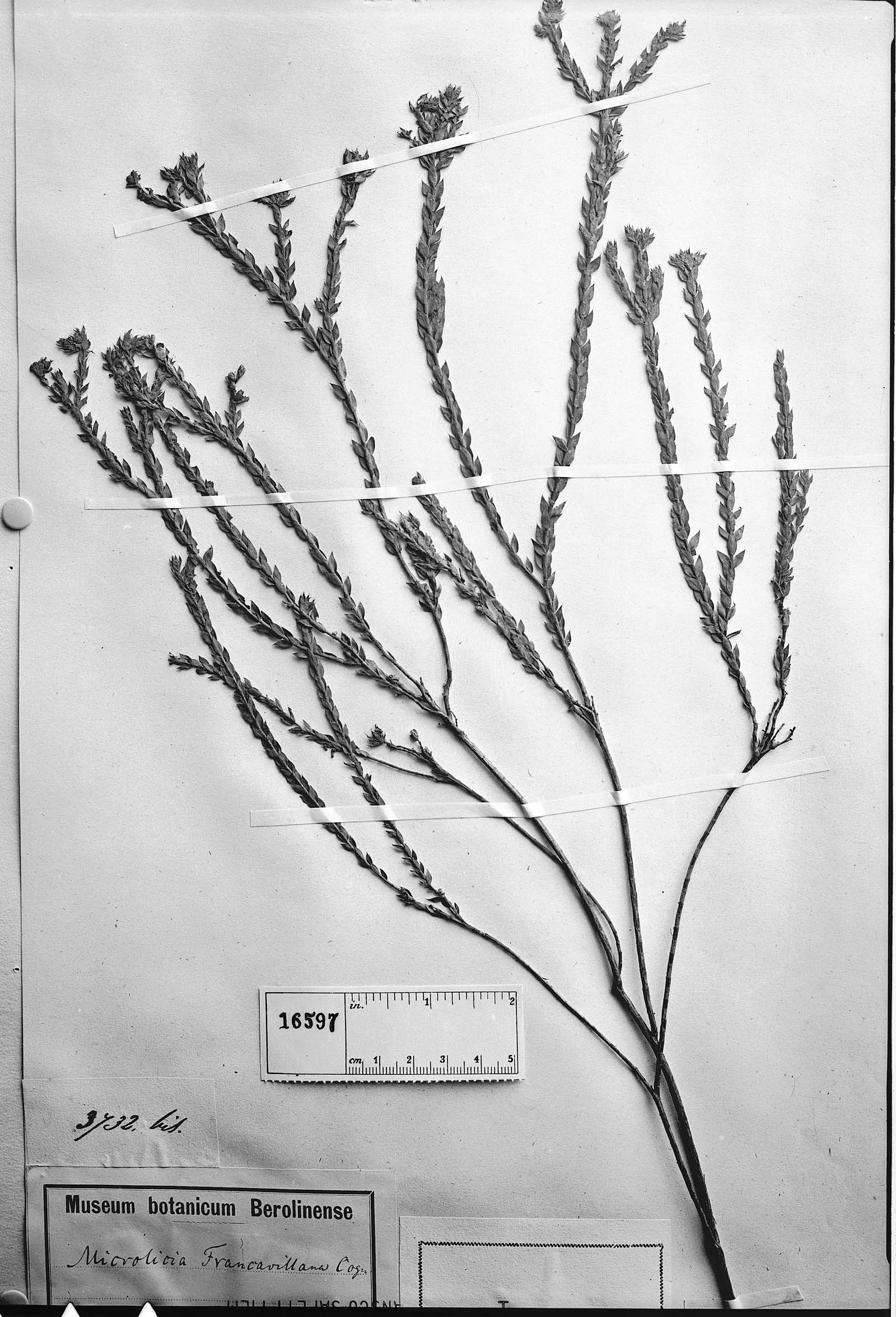 Microlicia castrata image