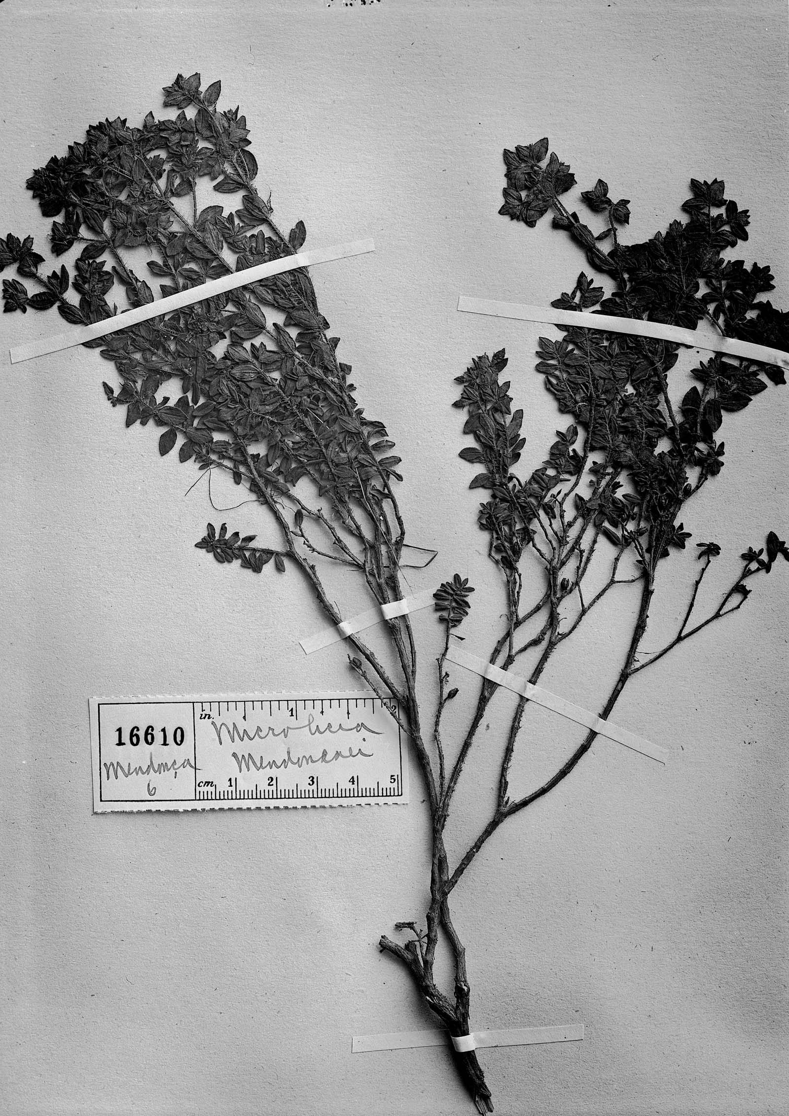 Microlicia mendoncaei image