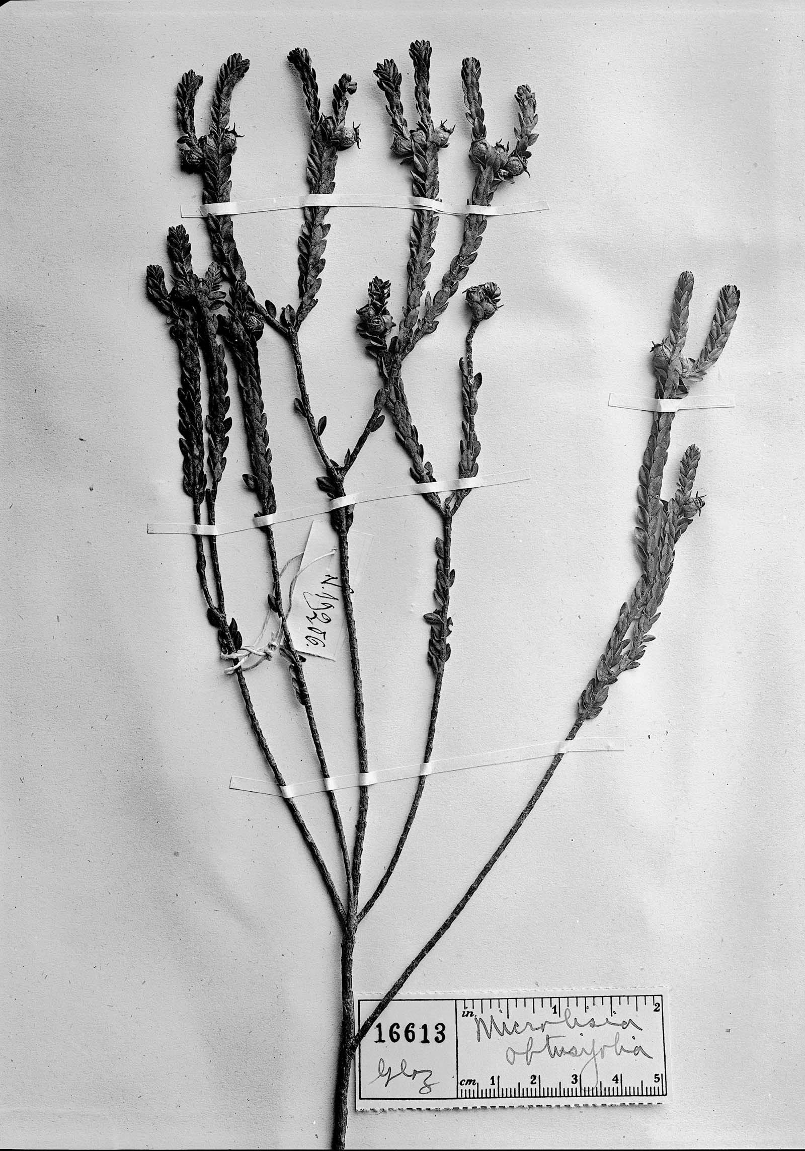 Microlicia obtusifolia image