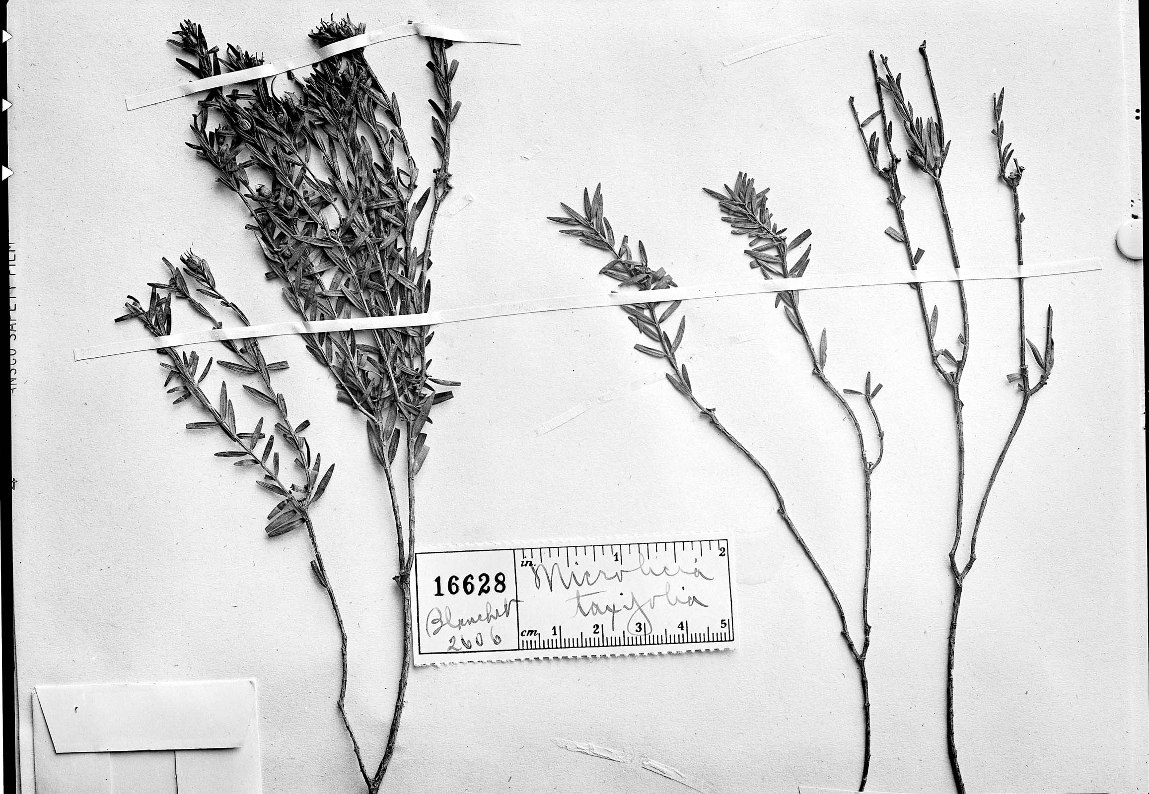 Microlicia taxifolia image