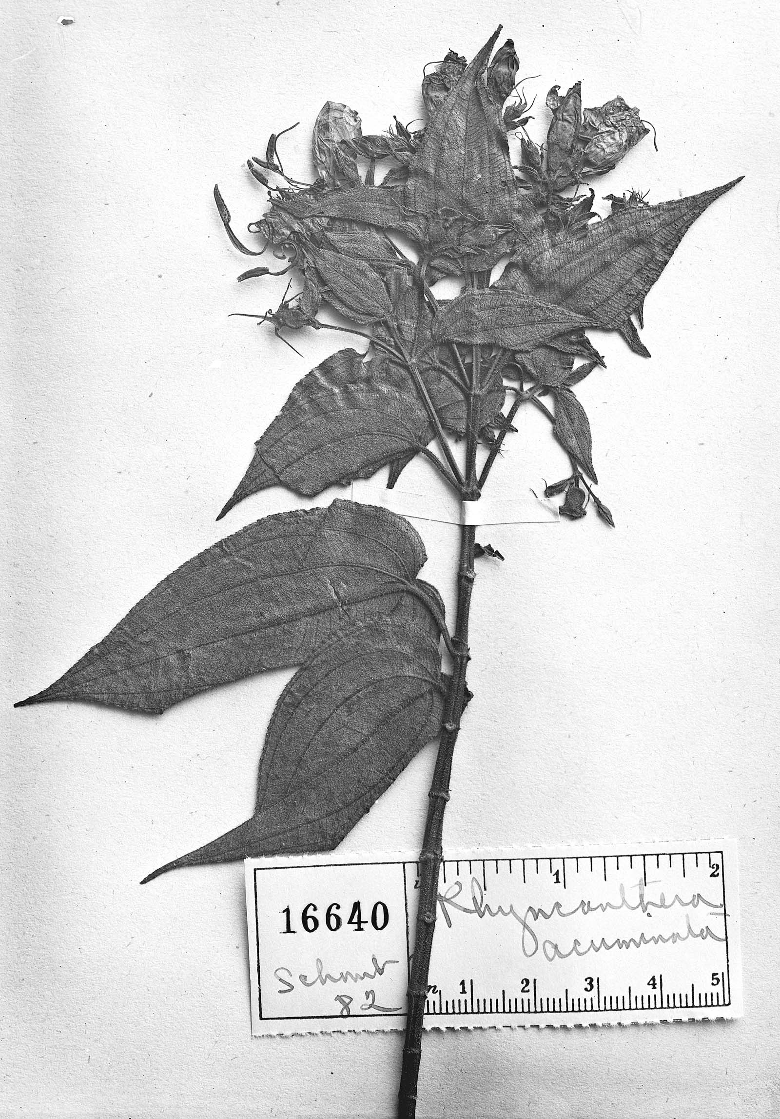 Rhynchanthera acuminata image