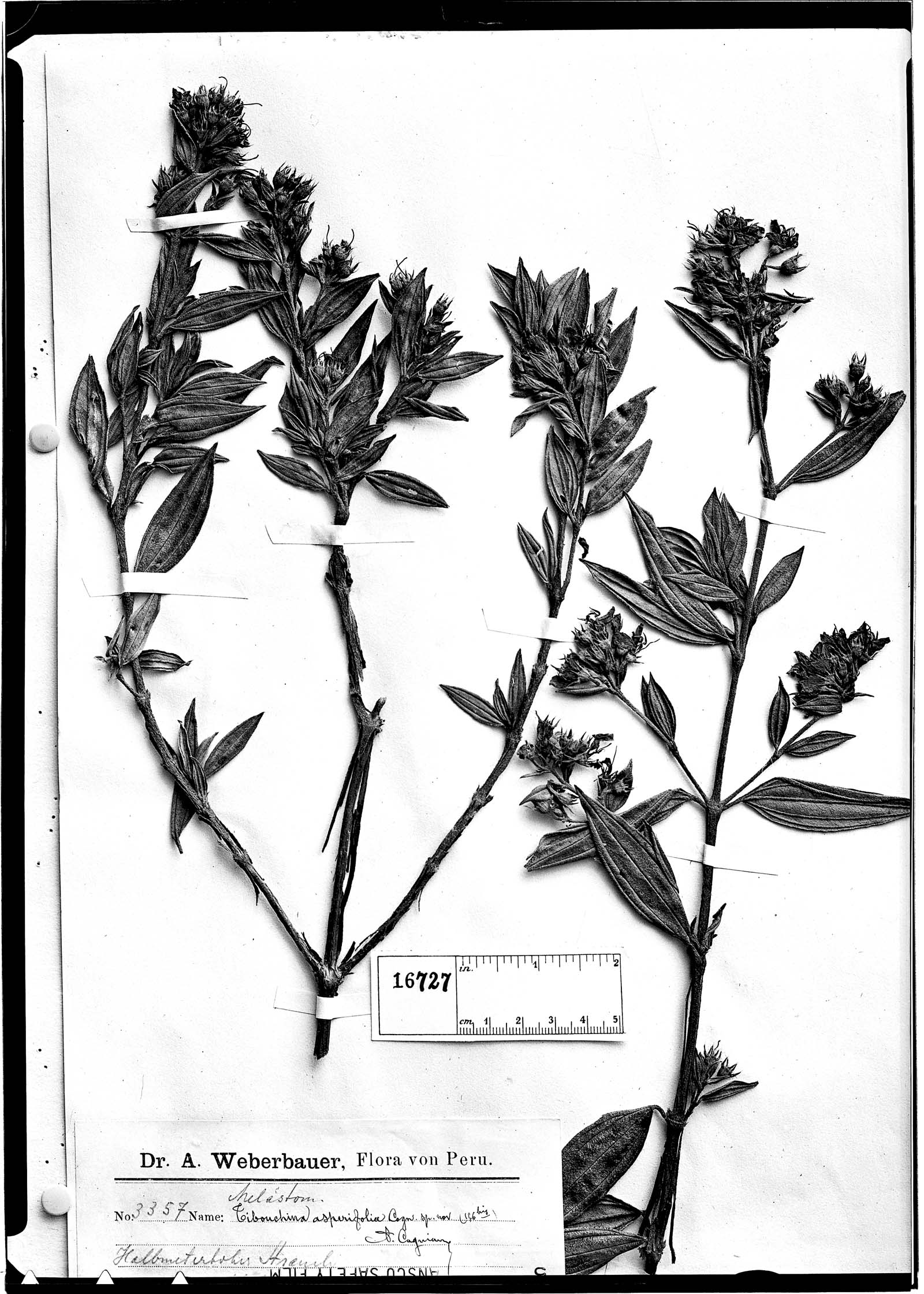Tibouchina asperifolia image