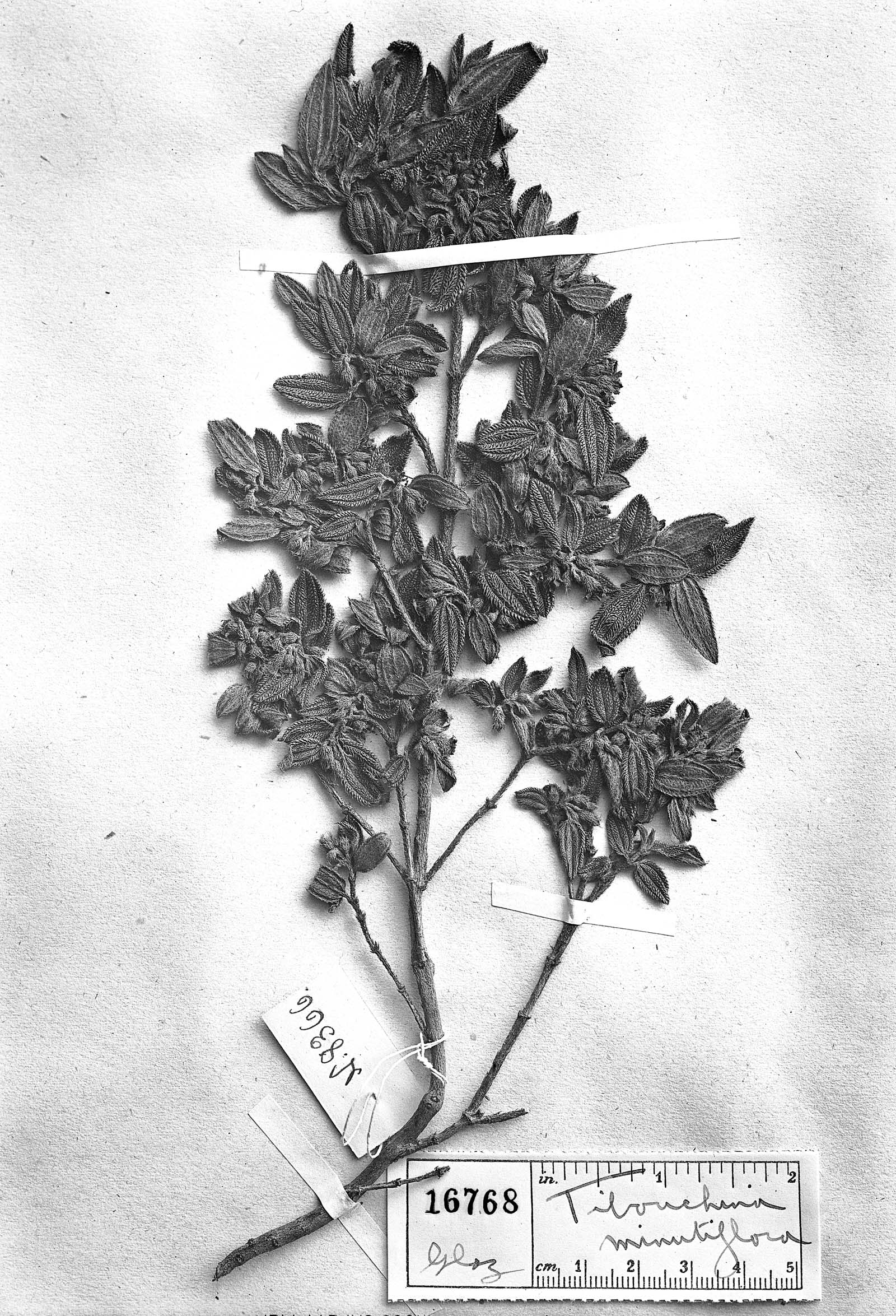 Tibouchina minutiflora image