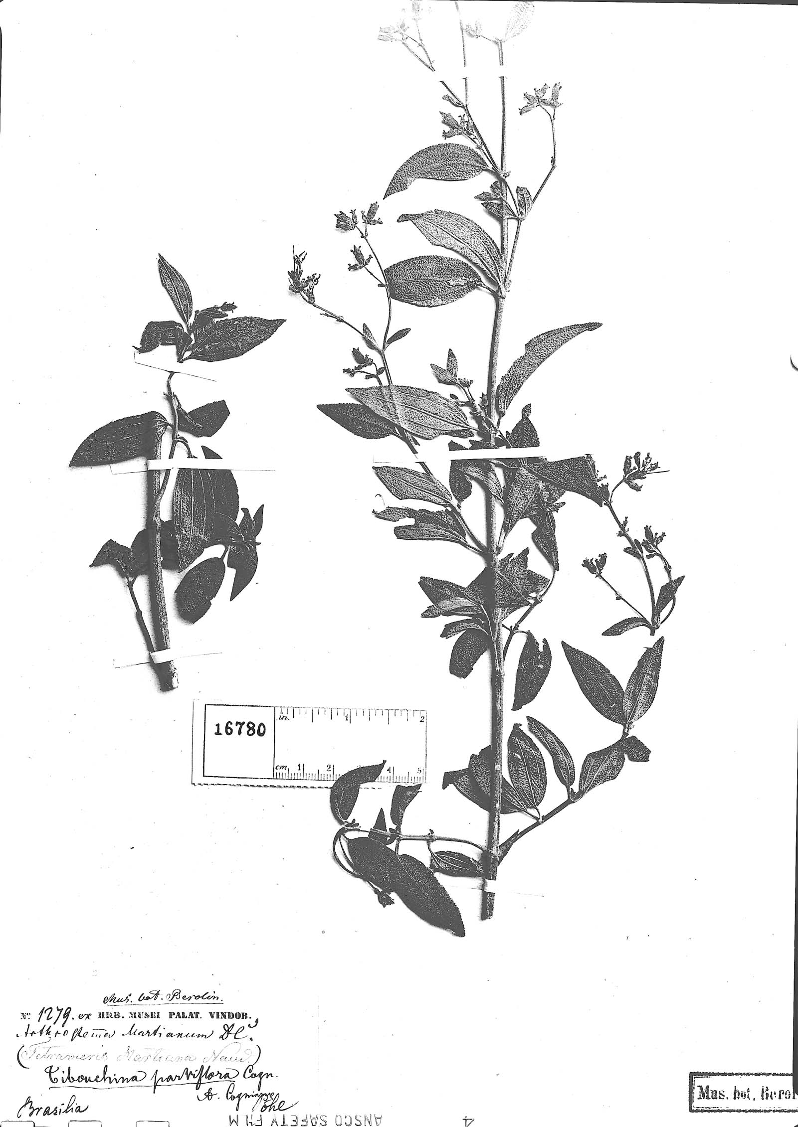 Tibouchina parviflora image