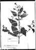 Tibouchina rhynchantherifolia image