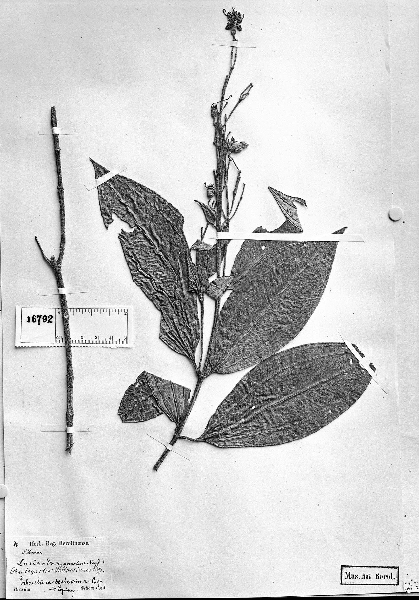 Pleroma scaberrimum image