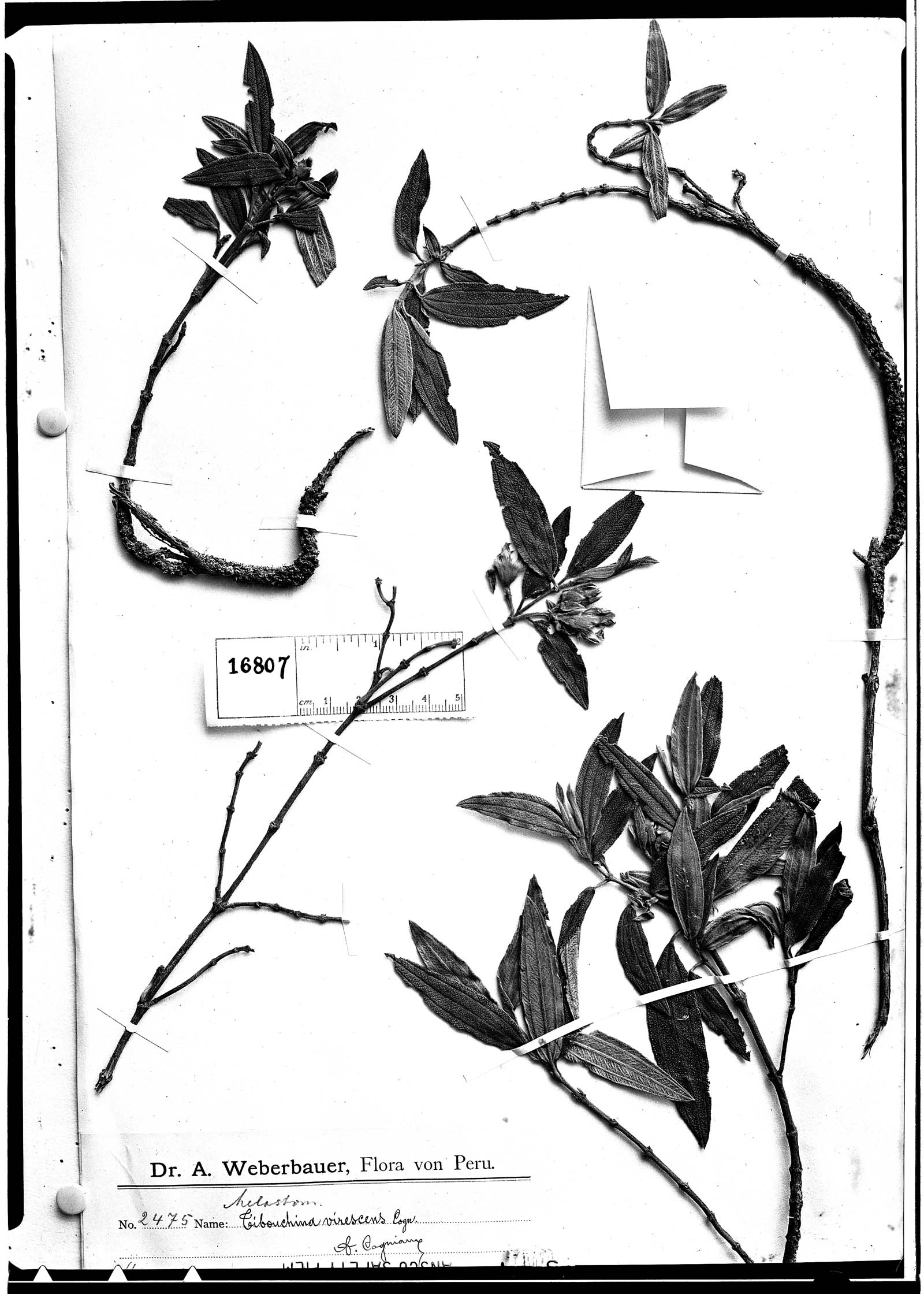 Tibouchina virescens image