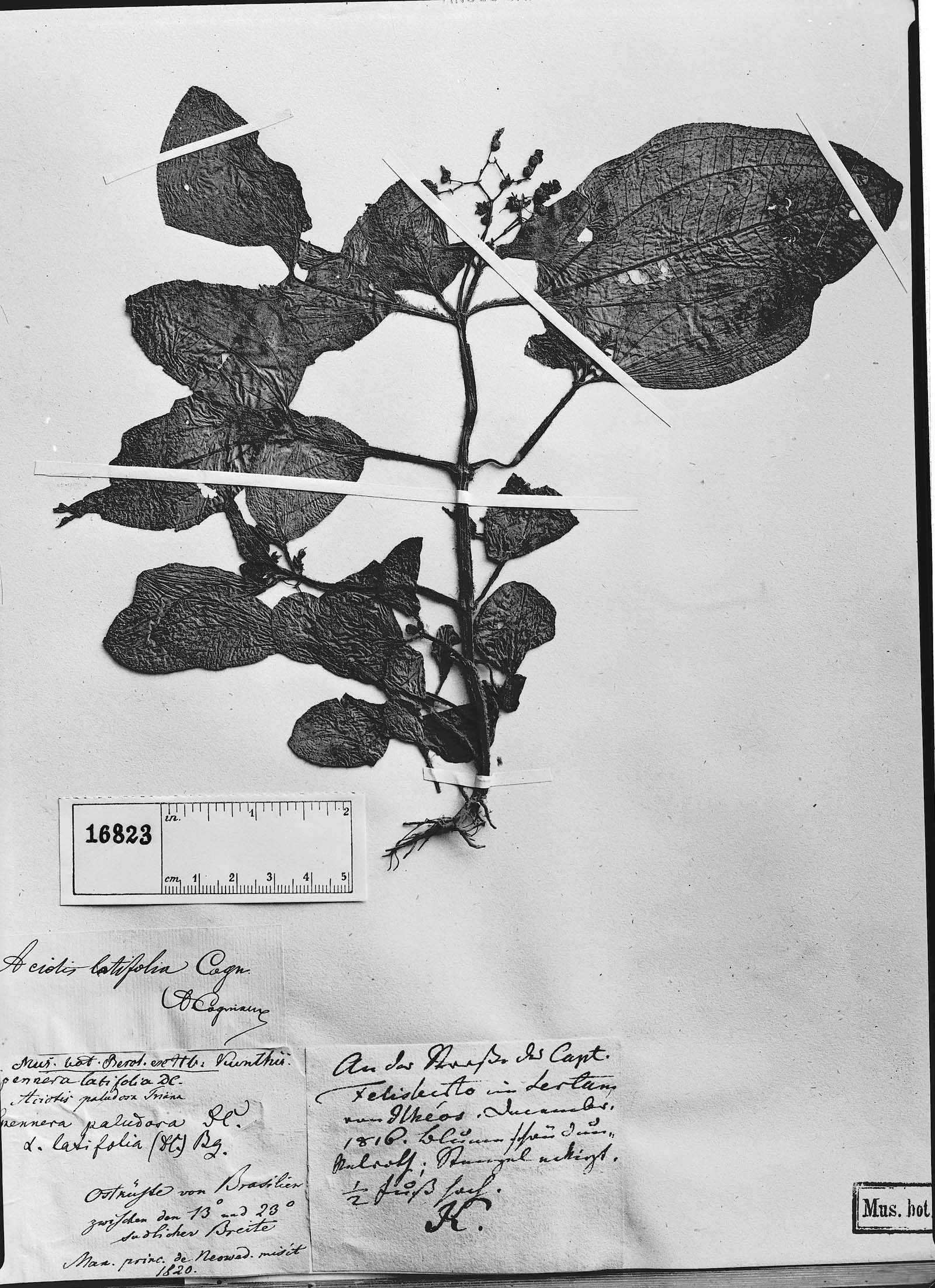 Spennera latifolia image