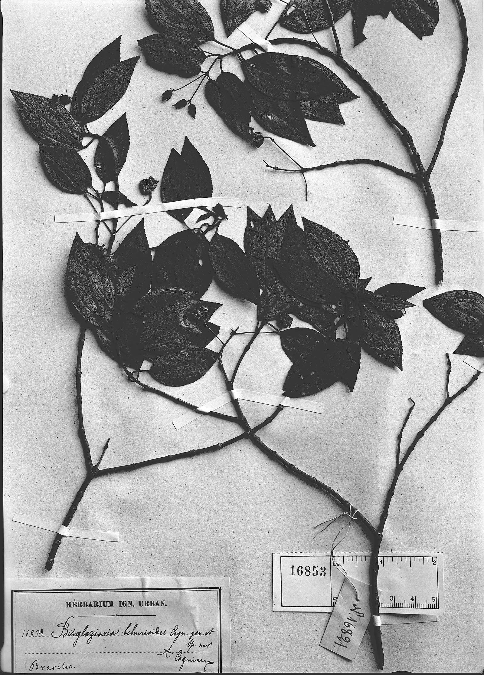 Bisglaziovia behurioides image