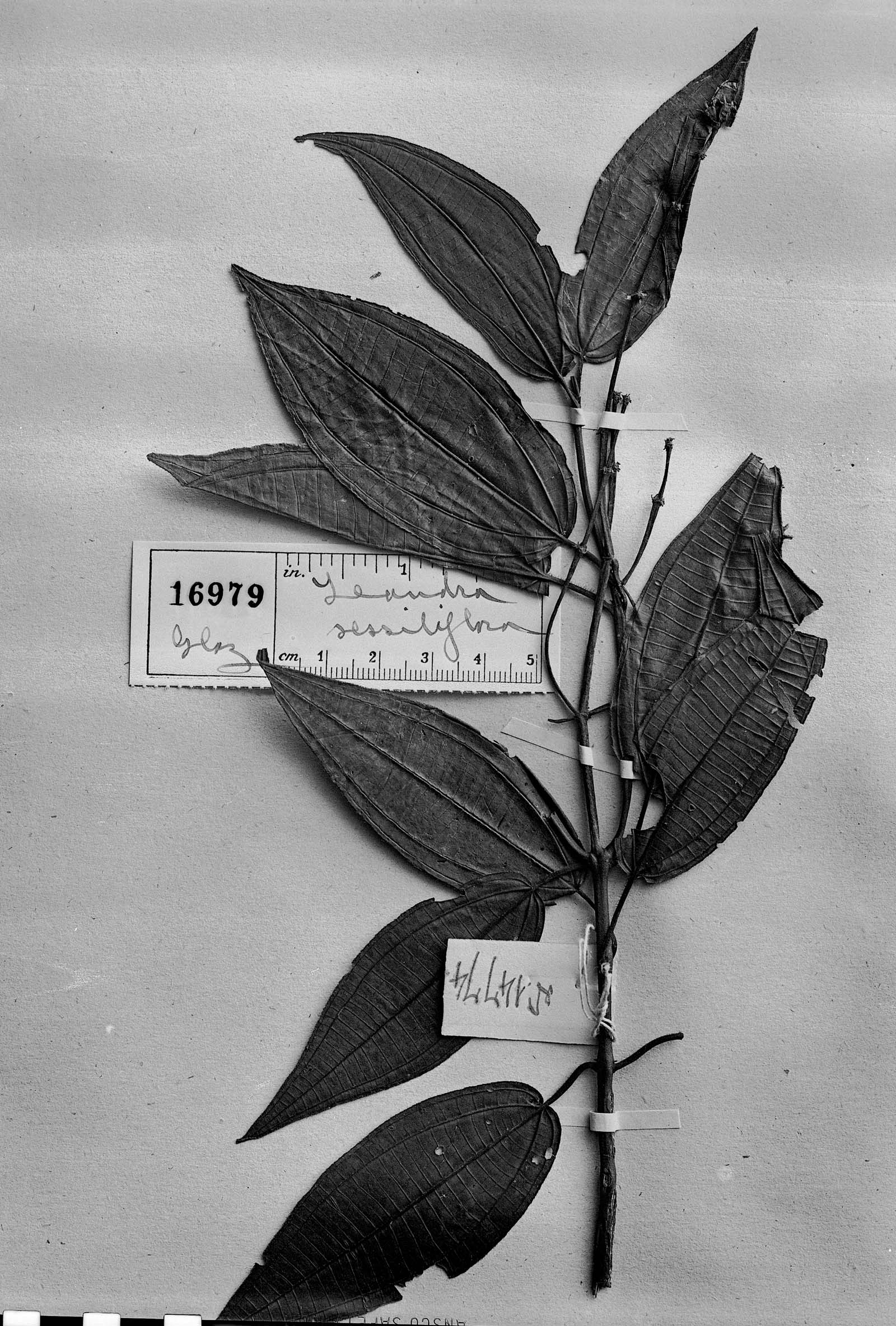 Leandra sessiliflora image