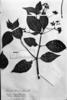 Leandra strigilliflora image