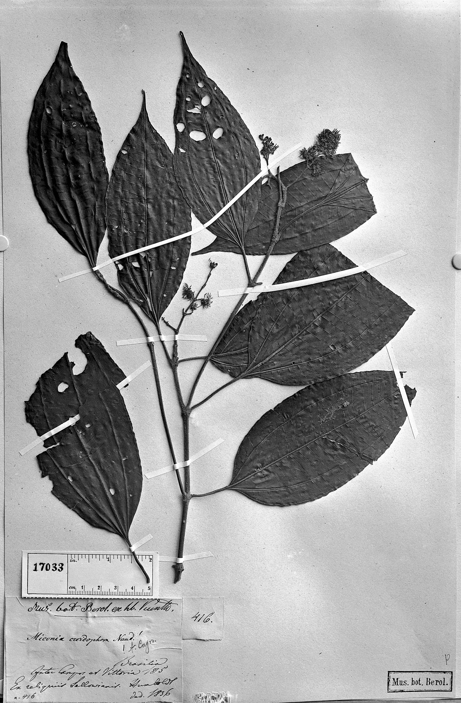 Miconia cecidophora image